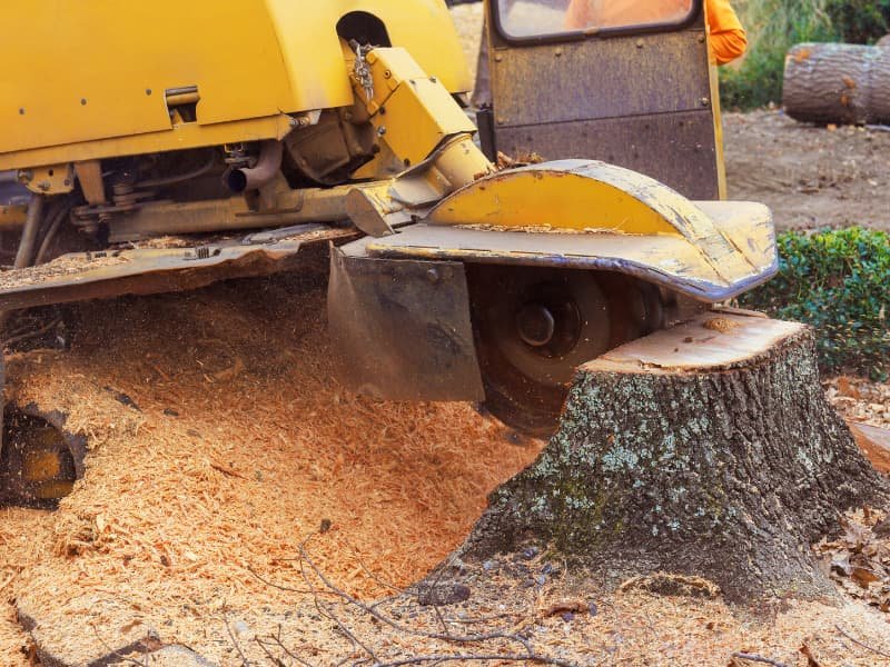 Stump grinding machine removing tree stump in residential yard – professional service in Warner Robins, GA