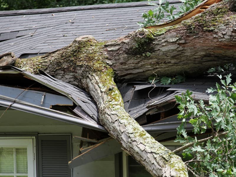 Fallen tree crashes through roof after storm – emergency tree removal needed in Warner Robins, GA