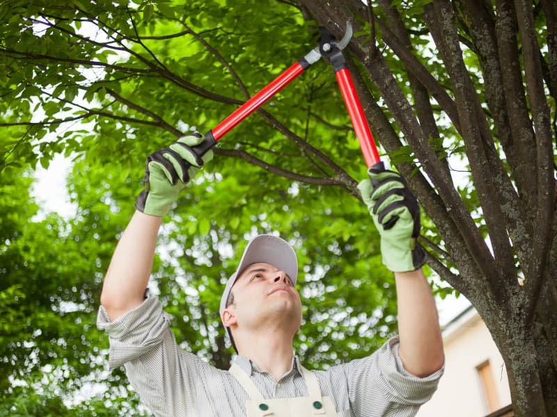 Man pruning tree branches with loppers in sunny backyard – professional tree trimming in Warner Robins, GA